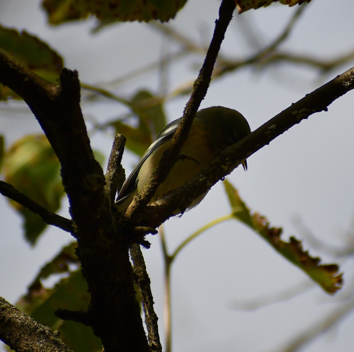 Northern Parula - ML646708862