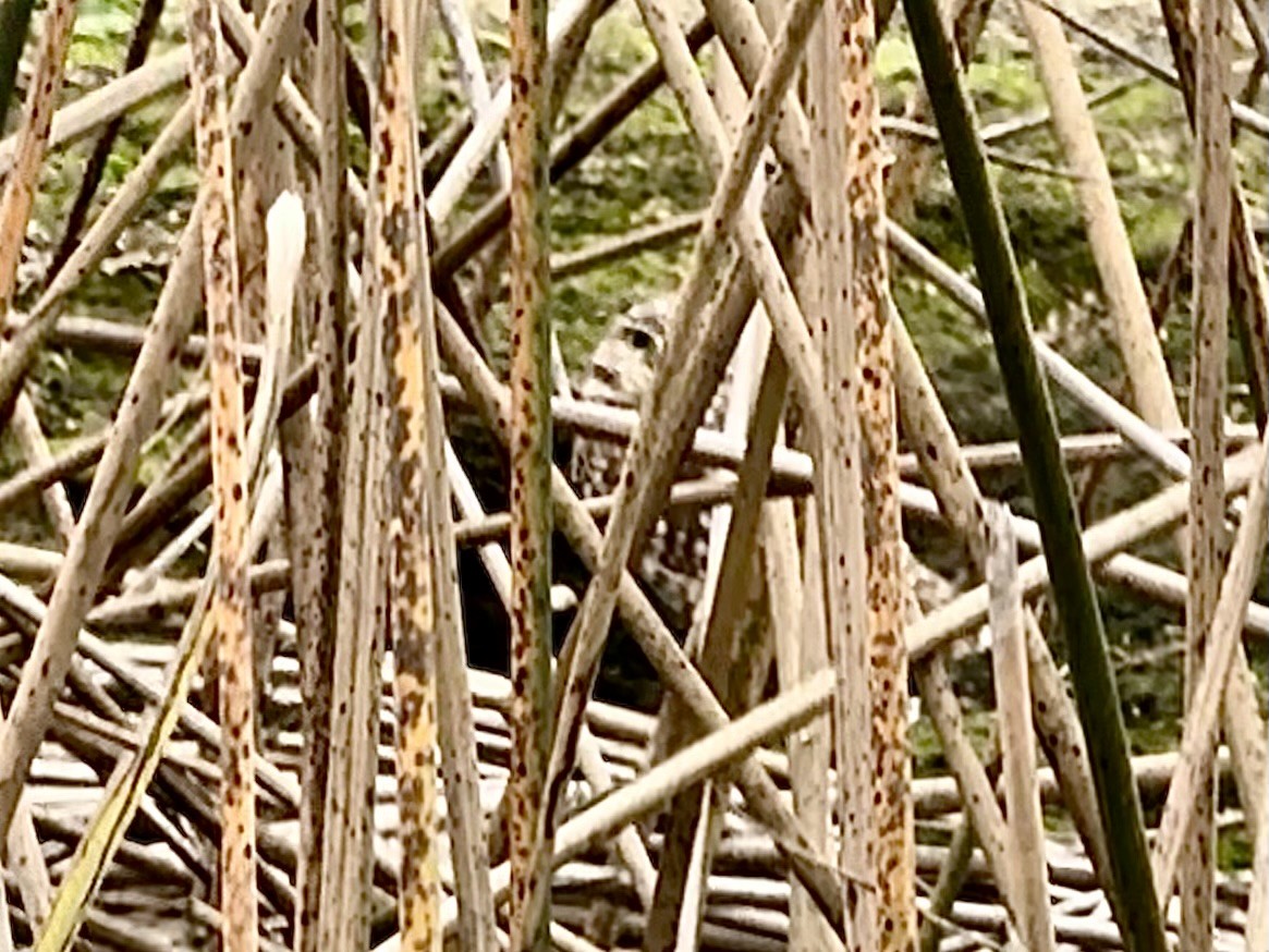 sýček králičí - ML646708863