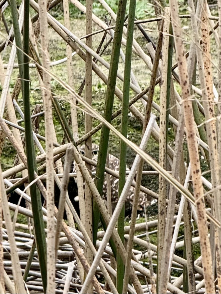 sýček králičí - ML646708864