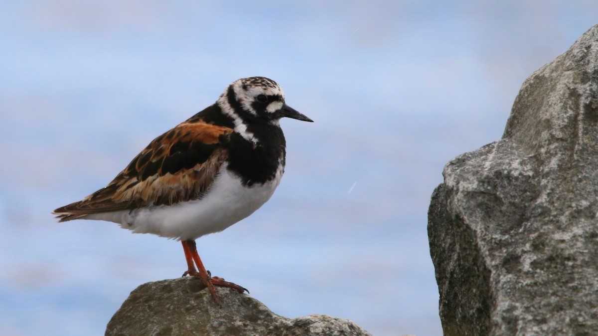 Ruddy Turnstone - ML646708865