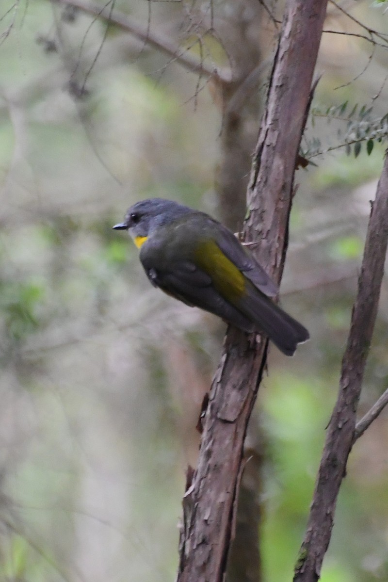 Eastern Yellow Robin - ML646708867