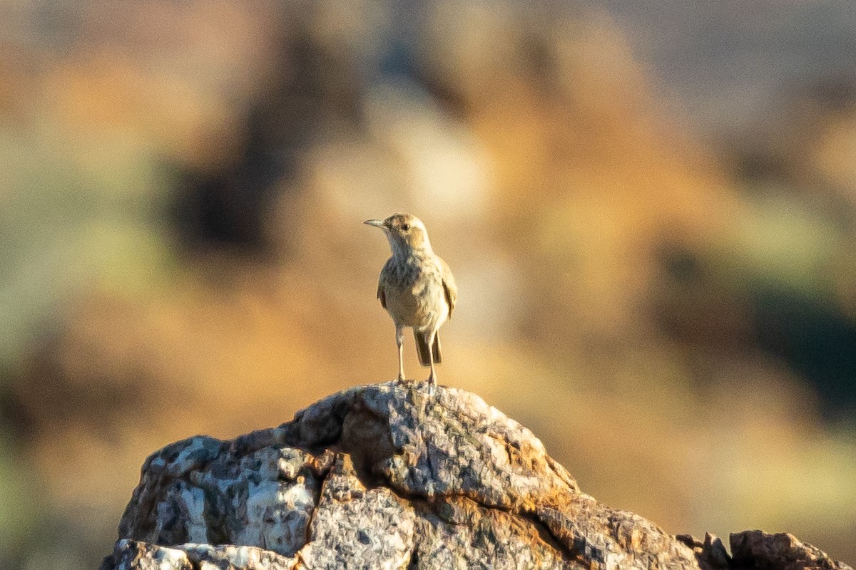 Karoo Long-billed Lark (Karoo) - ML646708869