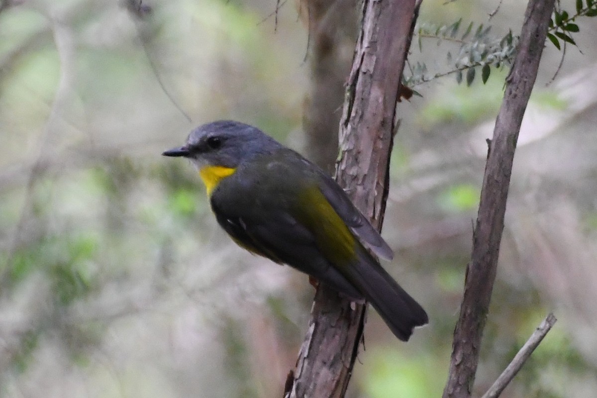 Eastern Yellow Robin - ML646708870