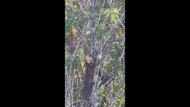 Пересмішник багатоголосий - ML646708871