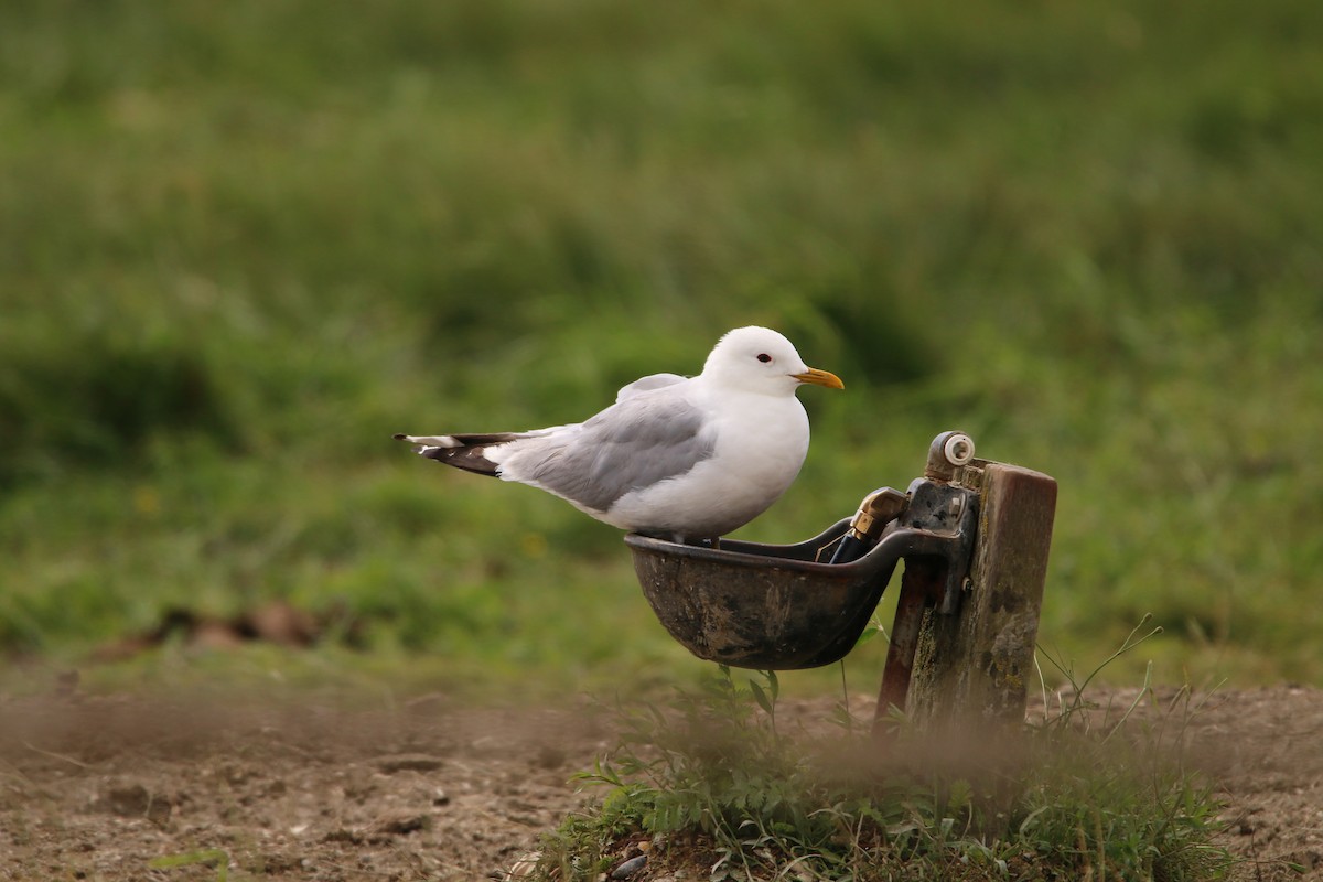 Common Gull - ML646708872