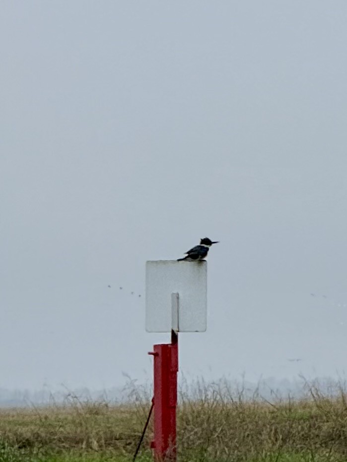 rybařík pruhoprsý - ML646708881