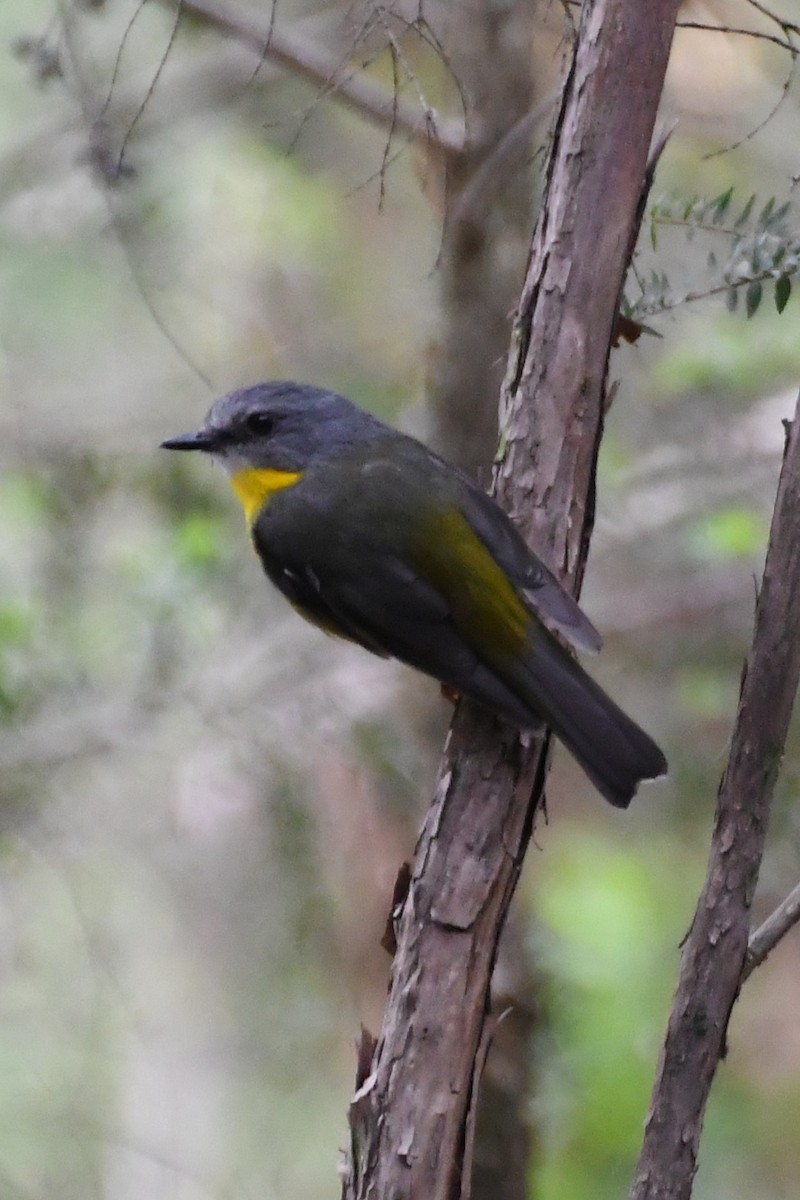 Eastern Yellow Robin - ML646708885