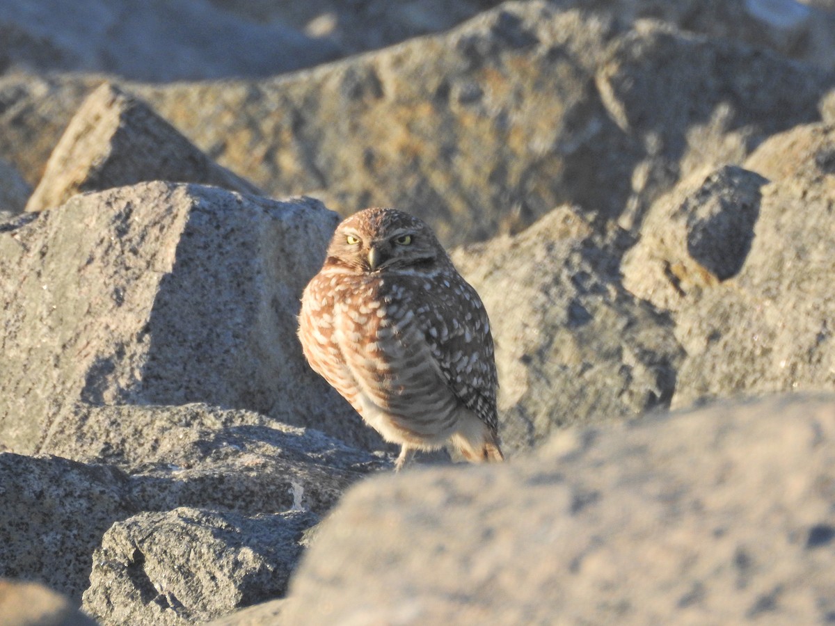 Burrowing Owl - ML646708886