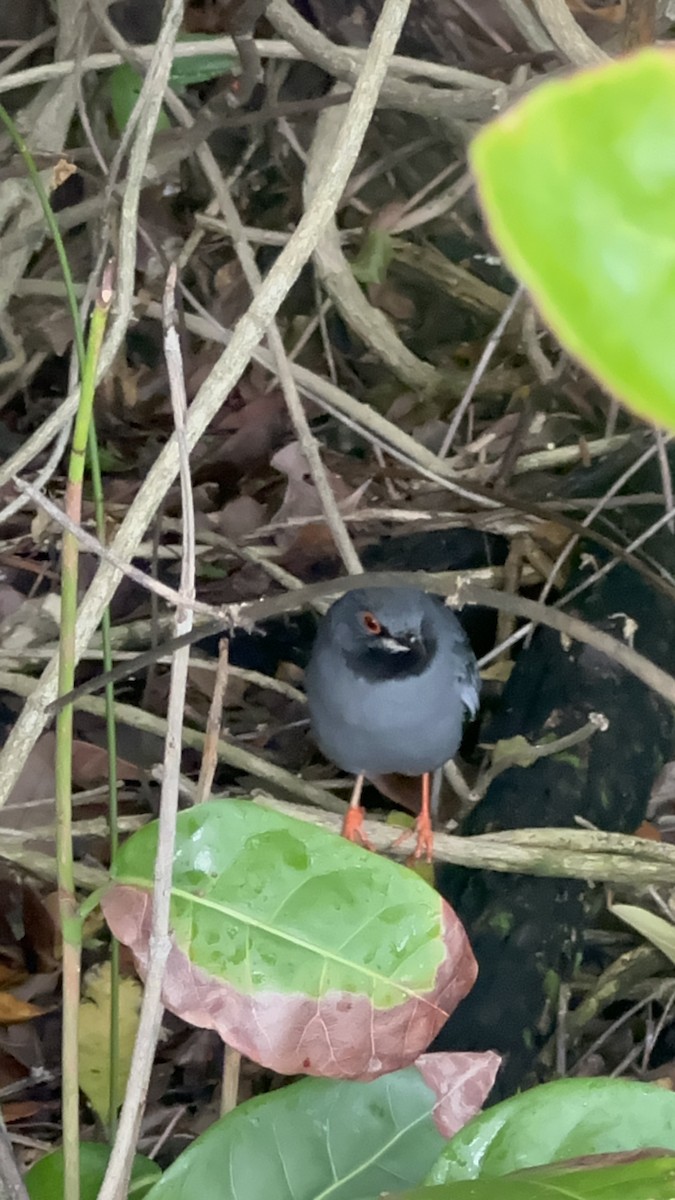 Western Red-legged Thrush - ML646708887