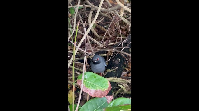 Western Red-legged Thrush - ML646708888
