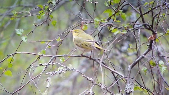Wood Warbler - ML646708890