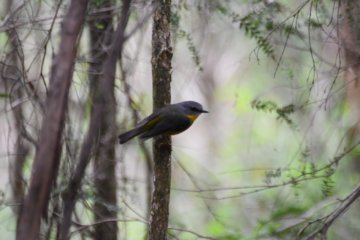 Eastern Yellow Robin - ML646708891