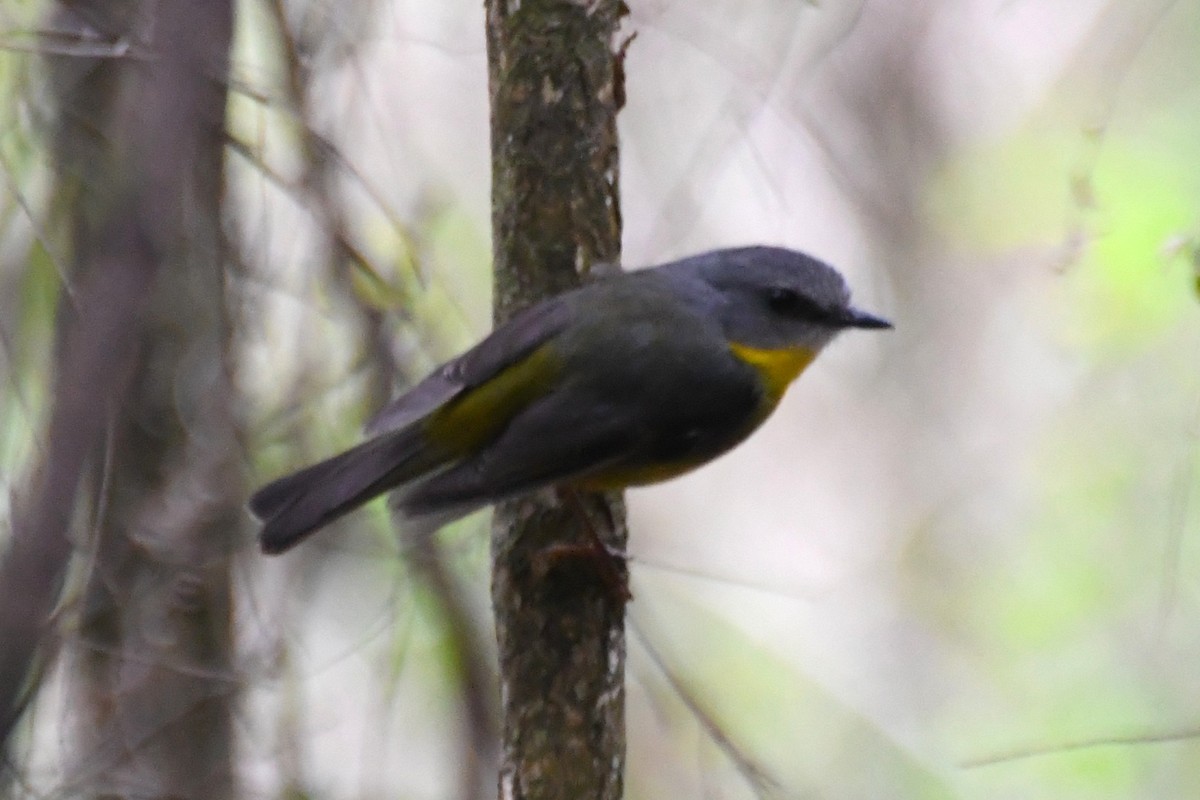 Eastern Yellow Robin - ML646708893