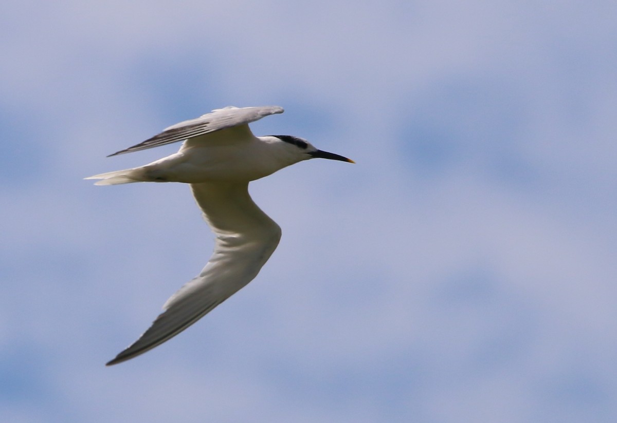 Sandwich Tern - ML646708894