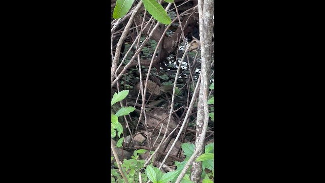 Пісняр горихвістковий - ML646708895