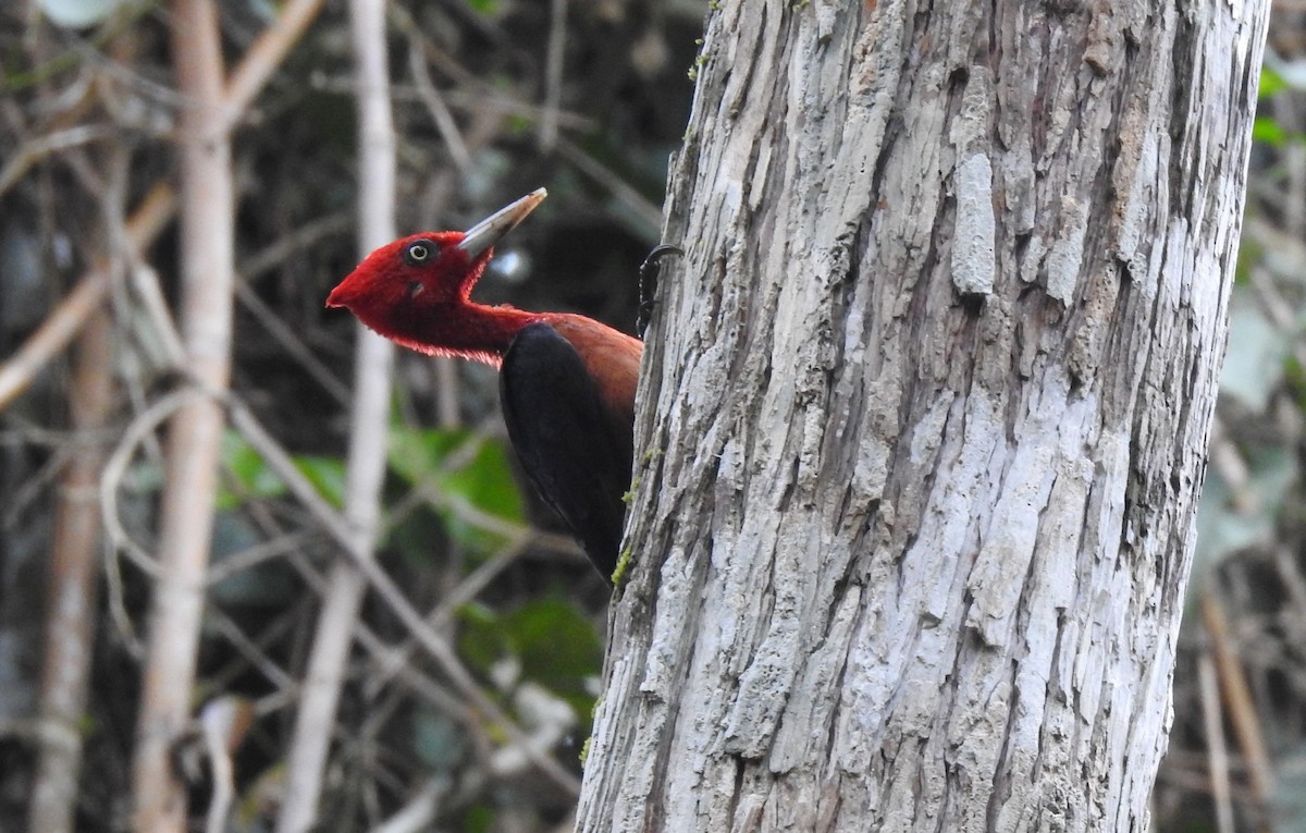 Red-necked Woodpecker - ML646708896