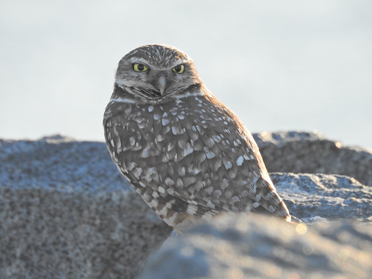 Burrowing Owl - ML646708900