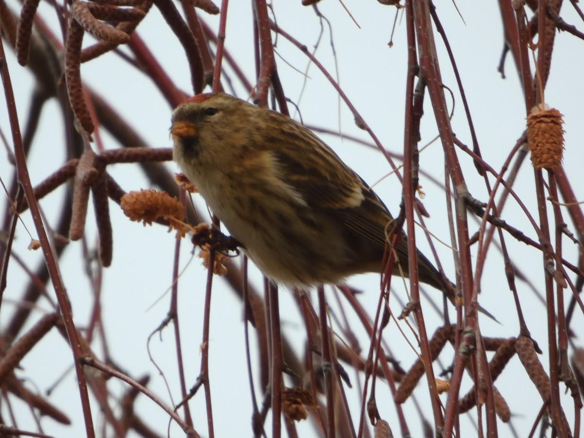 Redpoll - ML646708902