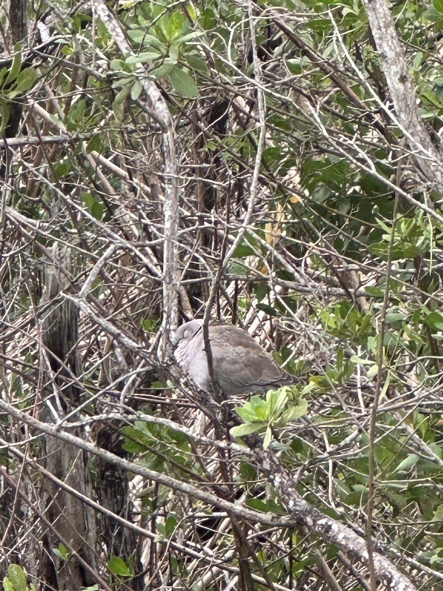 Горлиця садова - ML646708905