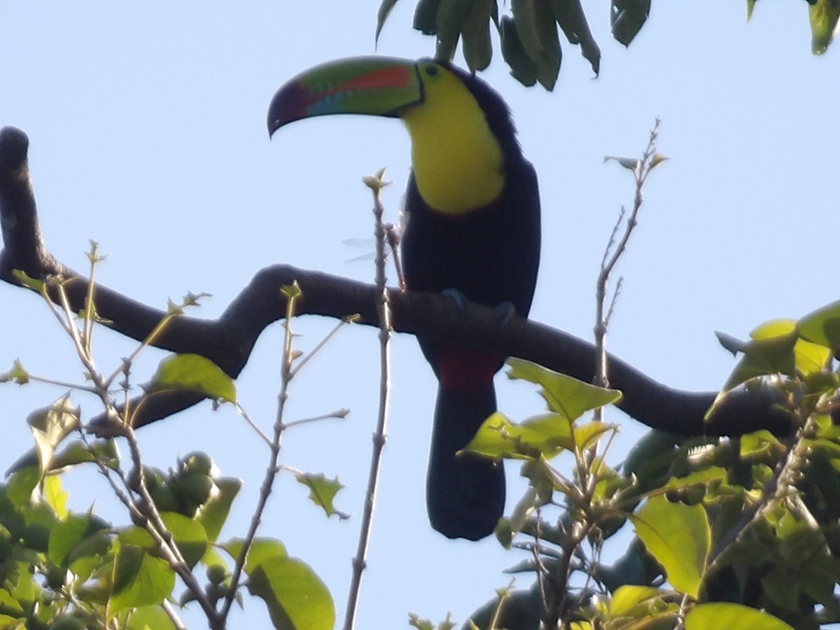 Keel-billed Toucan - ML646708906