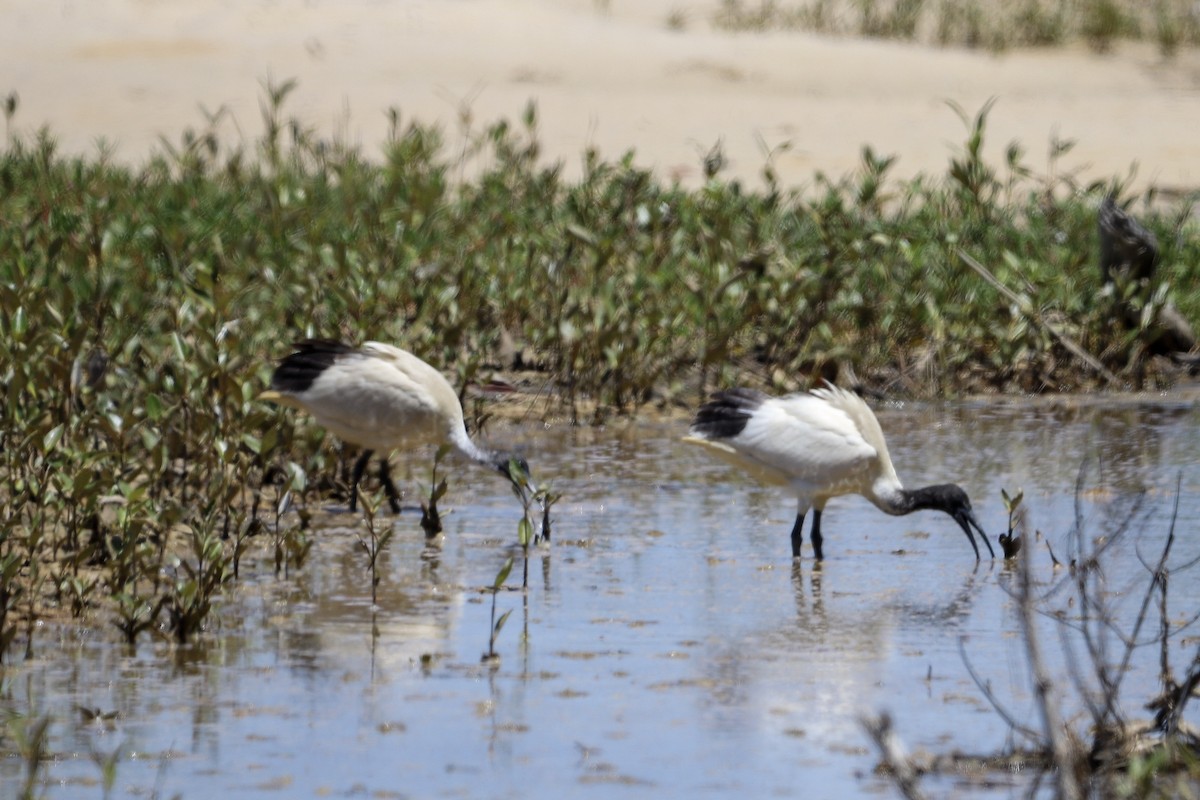 Australian Ibis - ML646708907