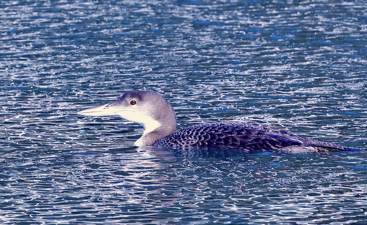 Common Loon - ML646708908