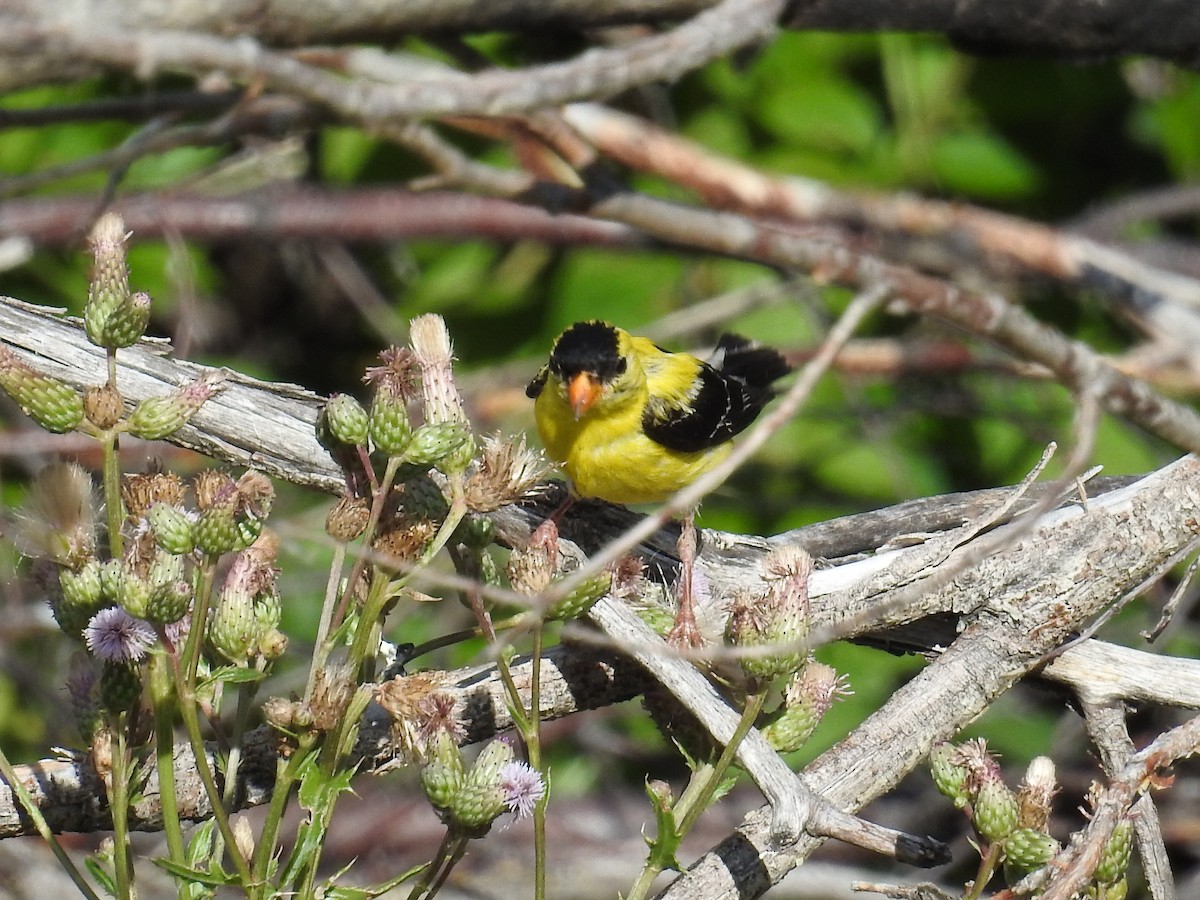 American Goldfinch - ML64670891