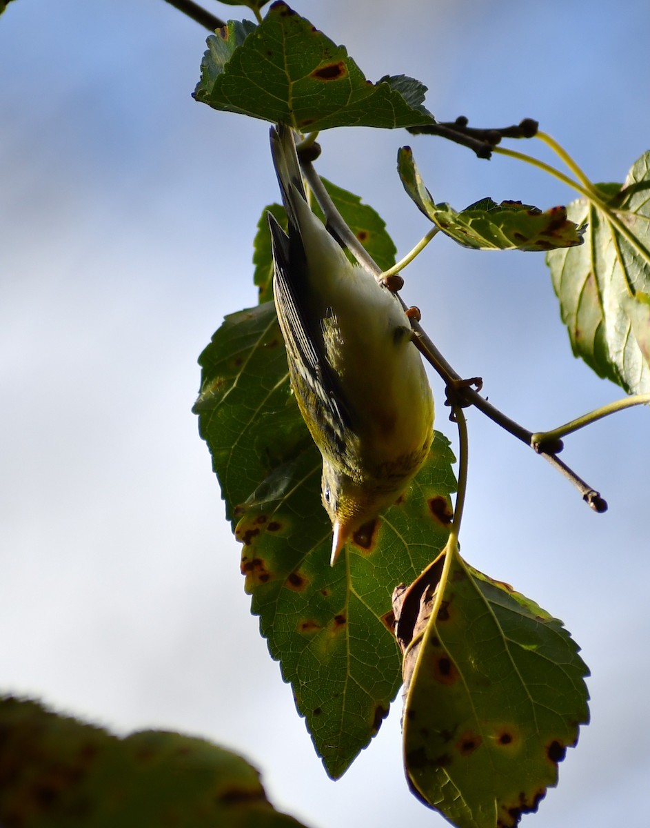 Northern Parula - ML646708912