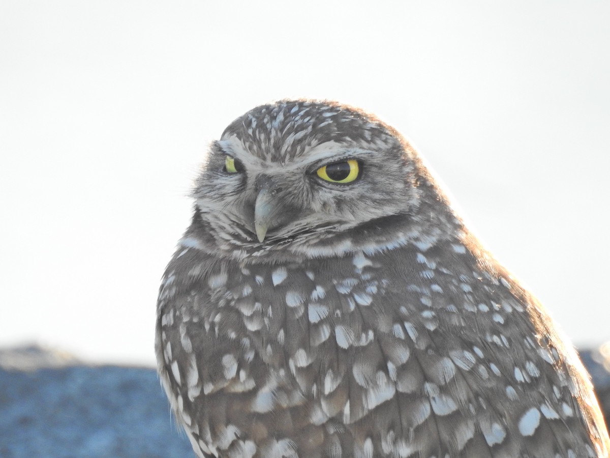 Burrowing Owl - ML646708913