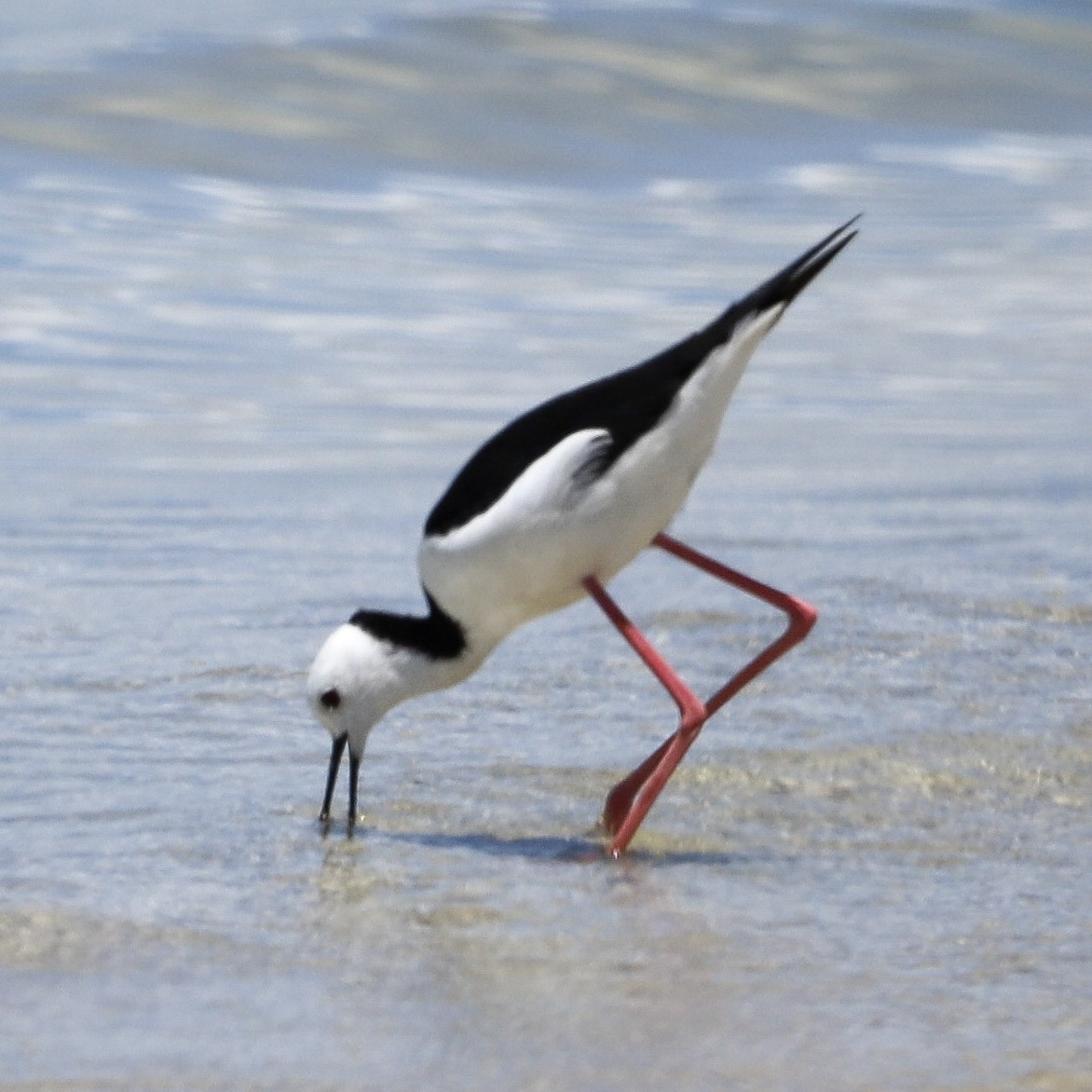 Pied Stilt - ML646708919