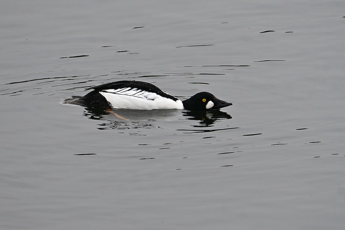 Гоголь - ML646708920