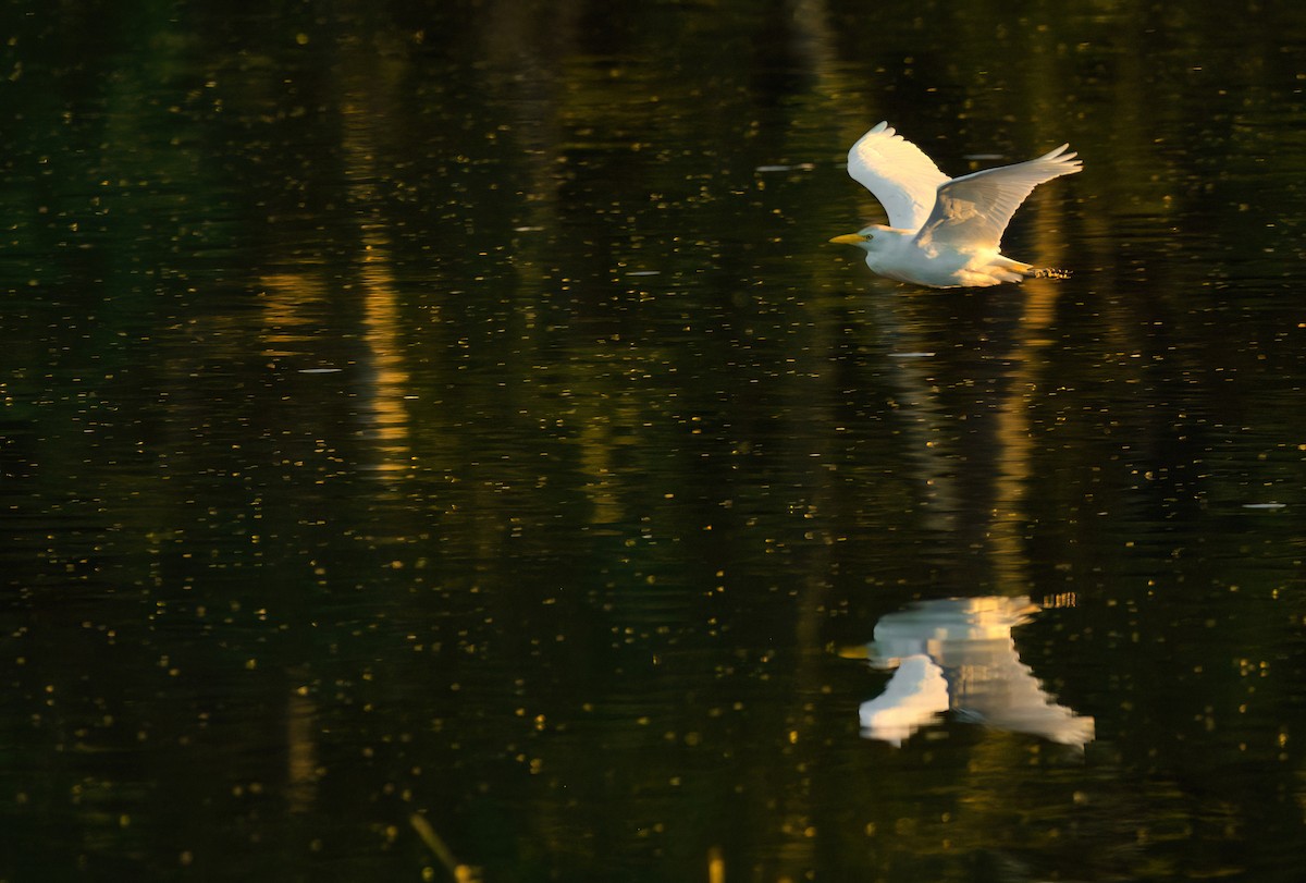 Western Cattle-Egret - ML646708924