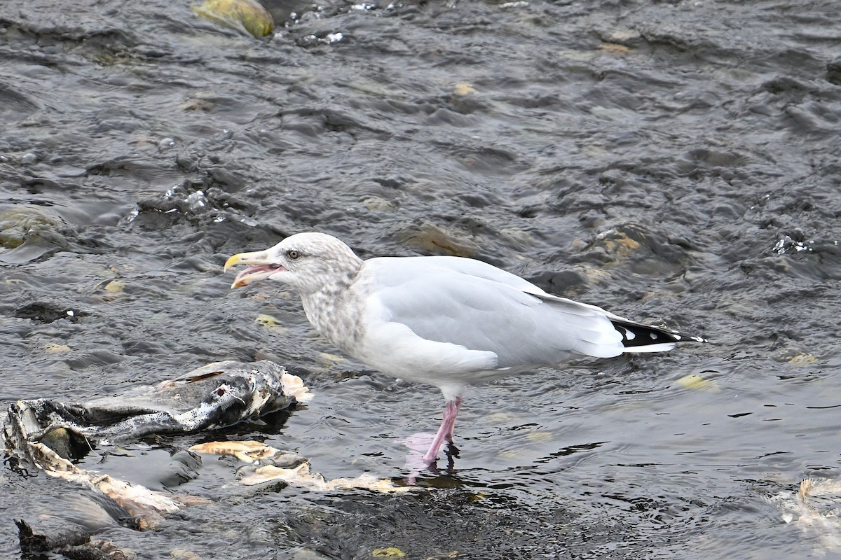 Американская чайка - ML646708935