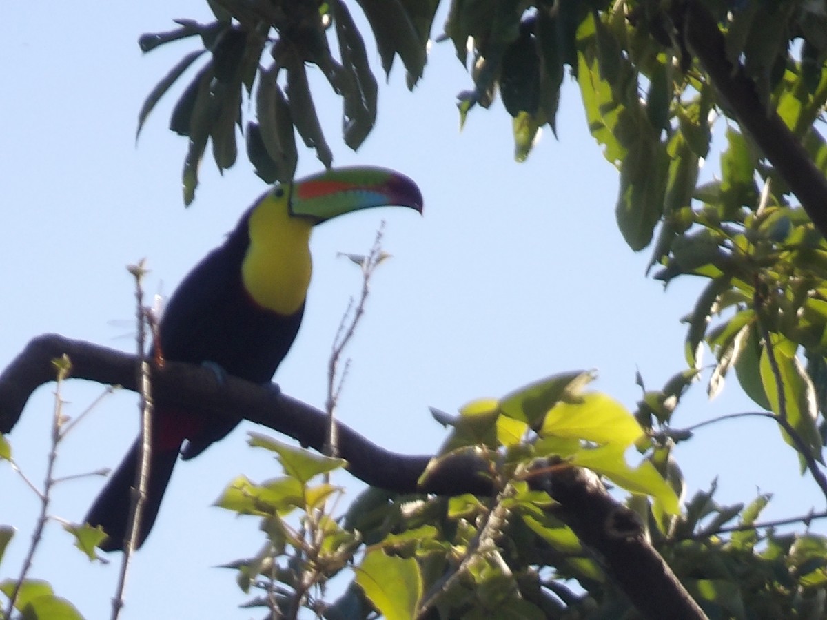 Keel-billed Toucan - ML646708936