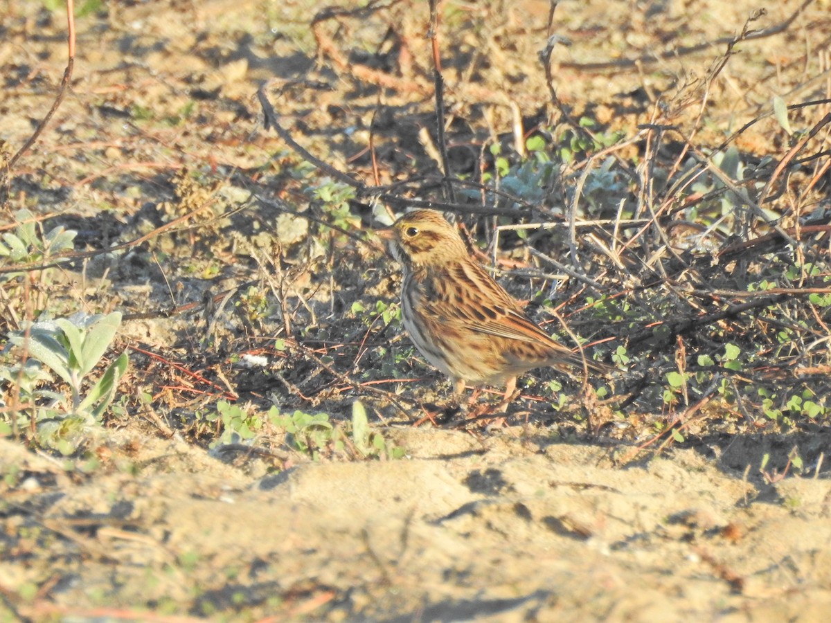 Savannah Sparrow (Savannah) - ML646708937