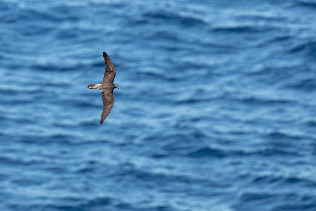 Faucon d'Éléonore - ML646708940