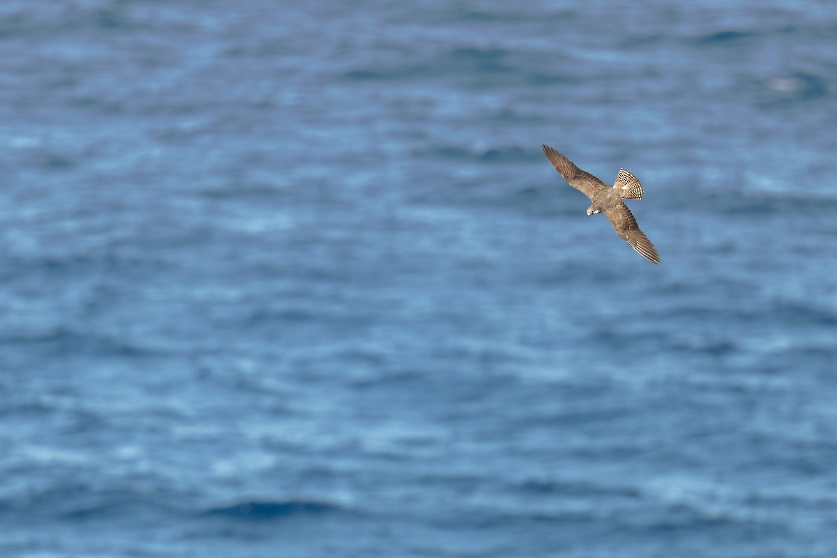 Faucon d'Éléonore - ML646708941