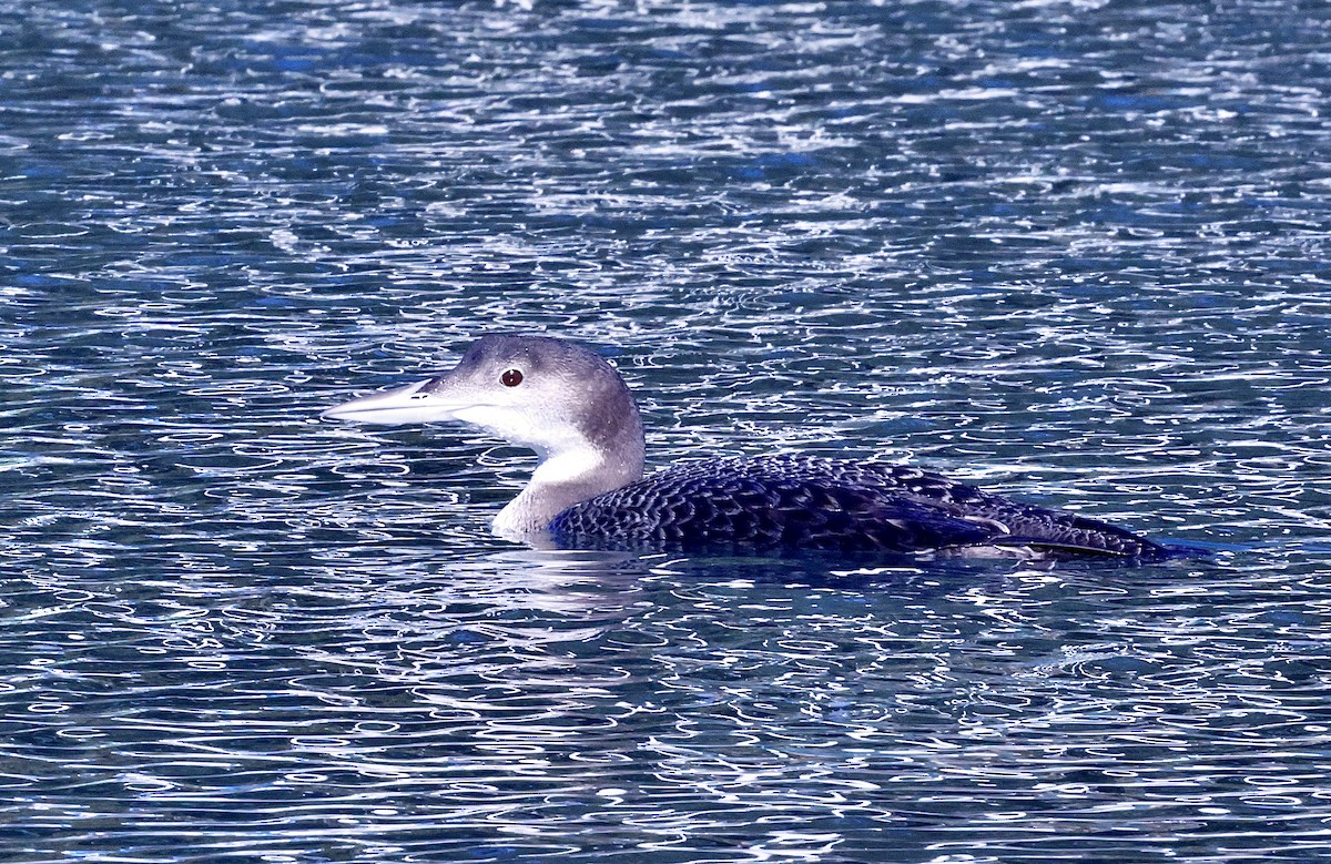 Common Loon - ML646708942