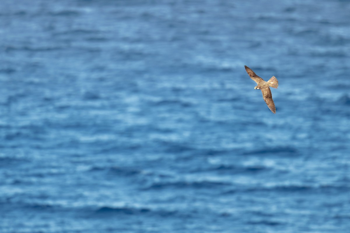 Faucon d'Éléonore - ML646708943