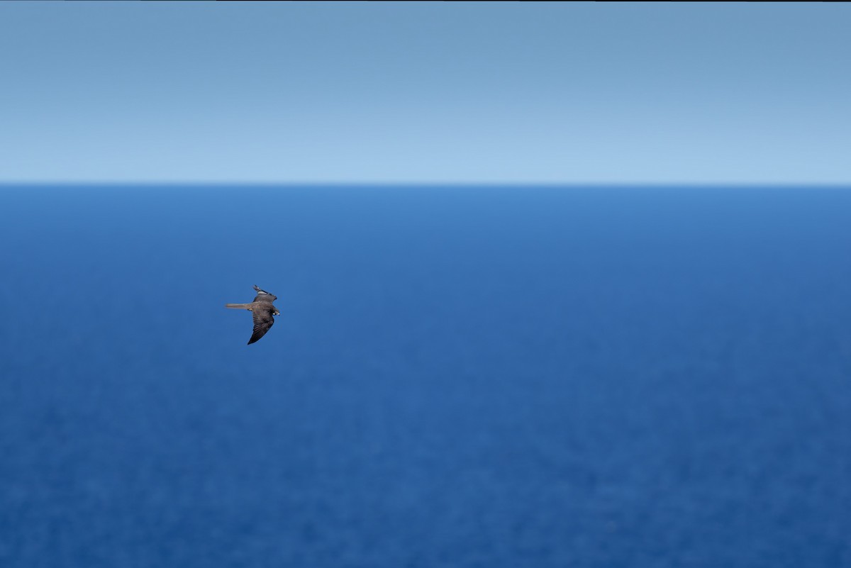 Faucon d'Éléonore - ML646708946