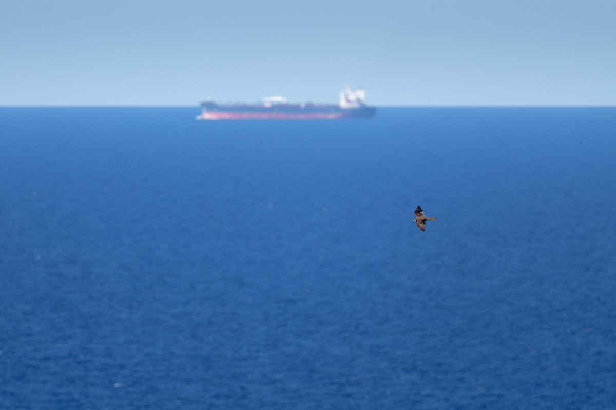 Faucon d'Éléonore - ML646708947