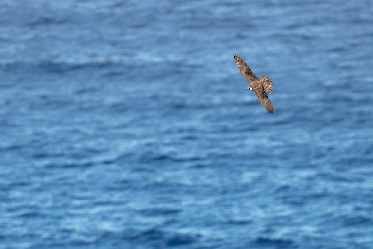 Faucon d'Éléonore - ML646708948