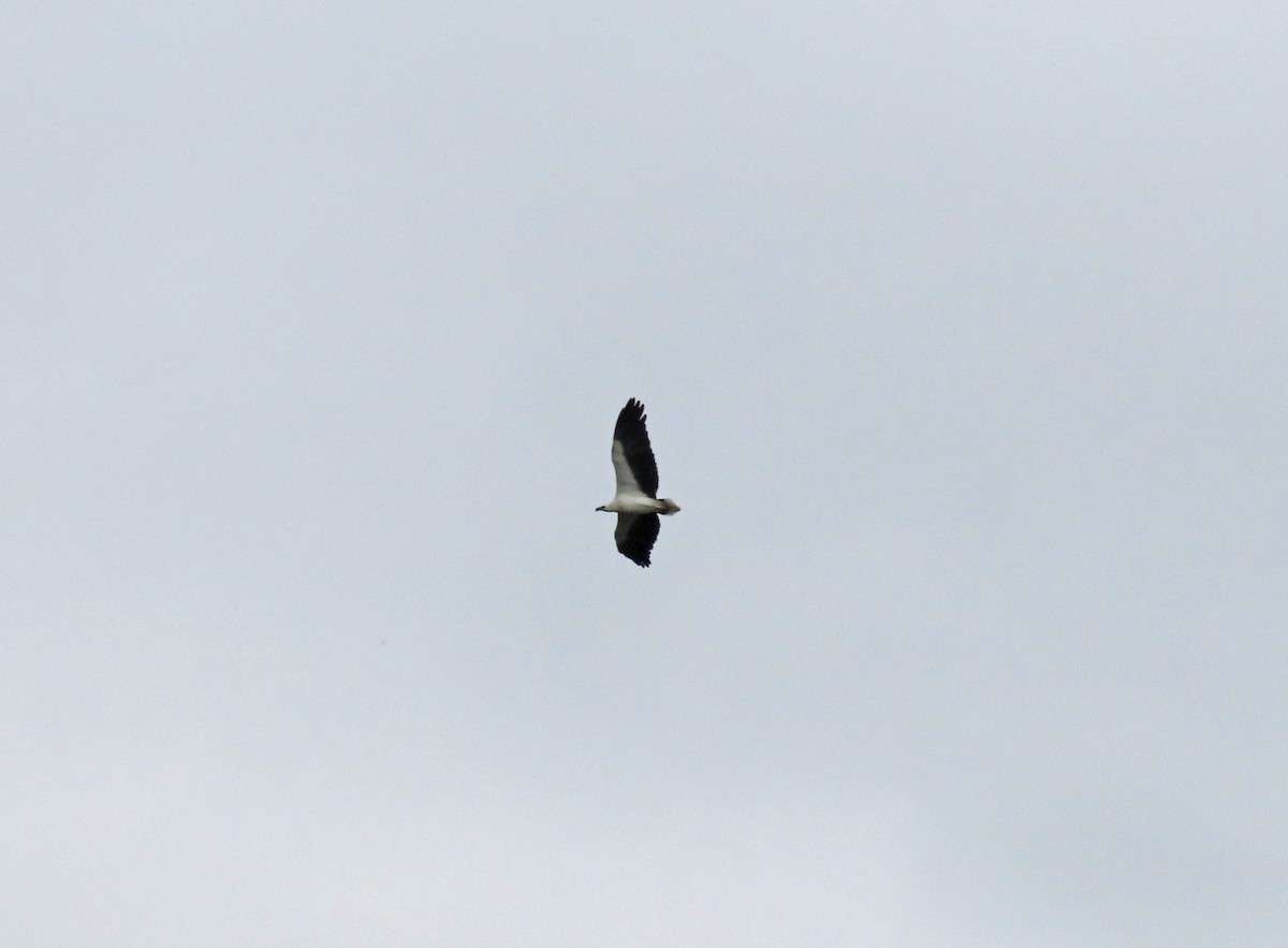 Орлан білочеревий - ML646708949