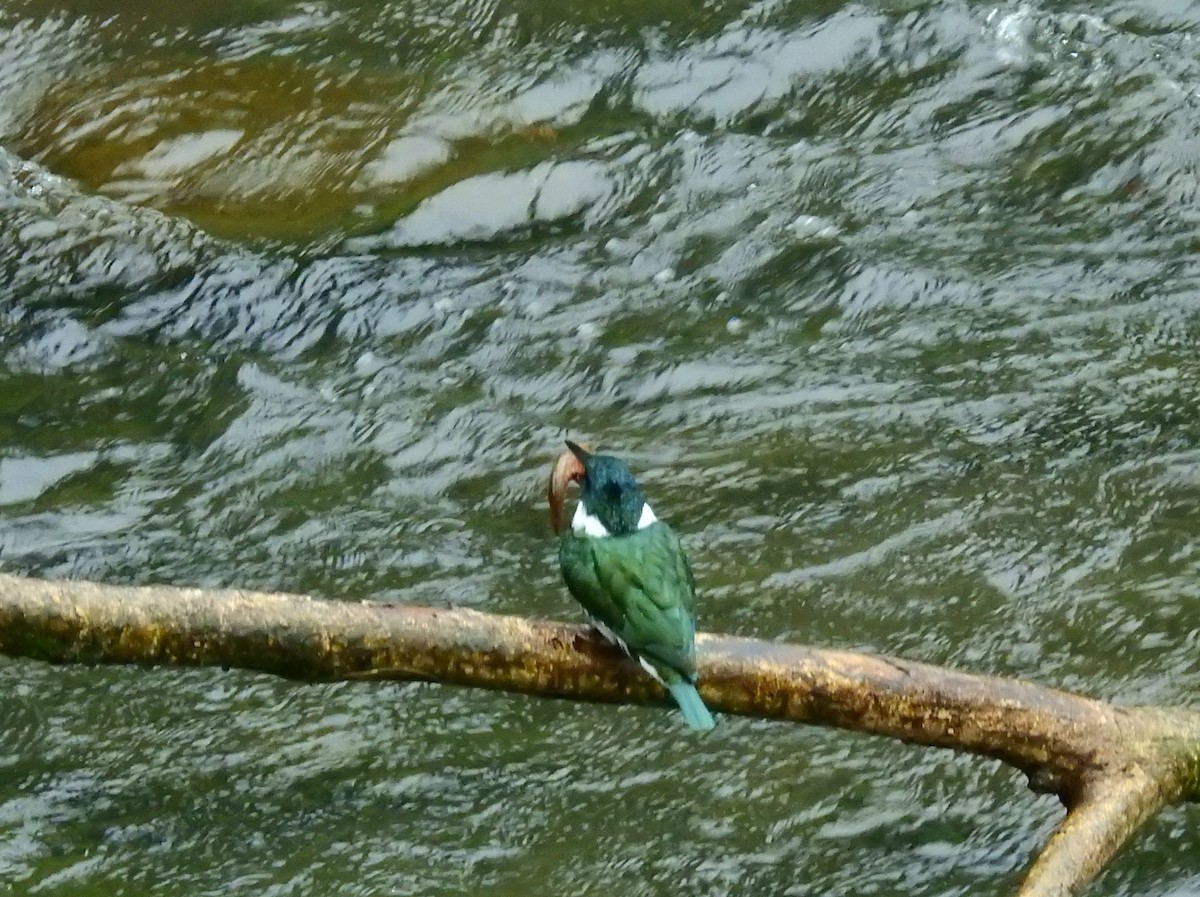 Amazon Kingfisher - ML646708951
