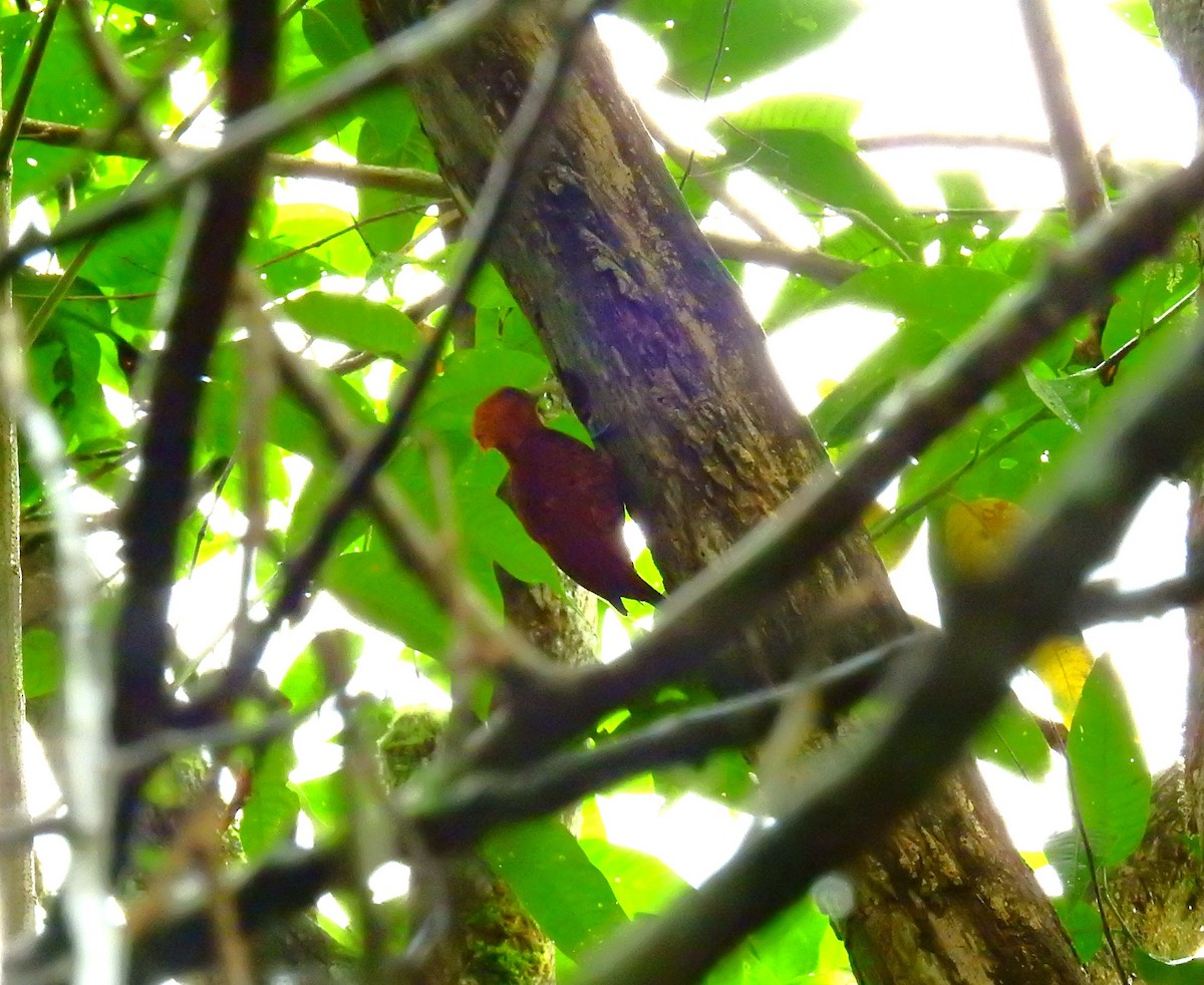 Chestnut-colored Woodpecker - ML646708953