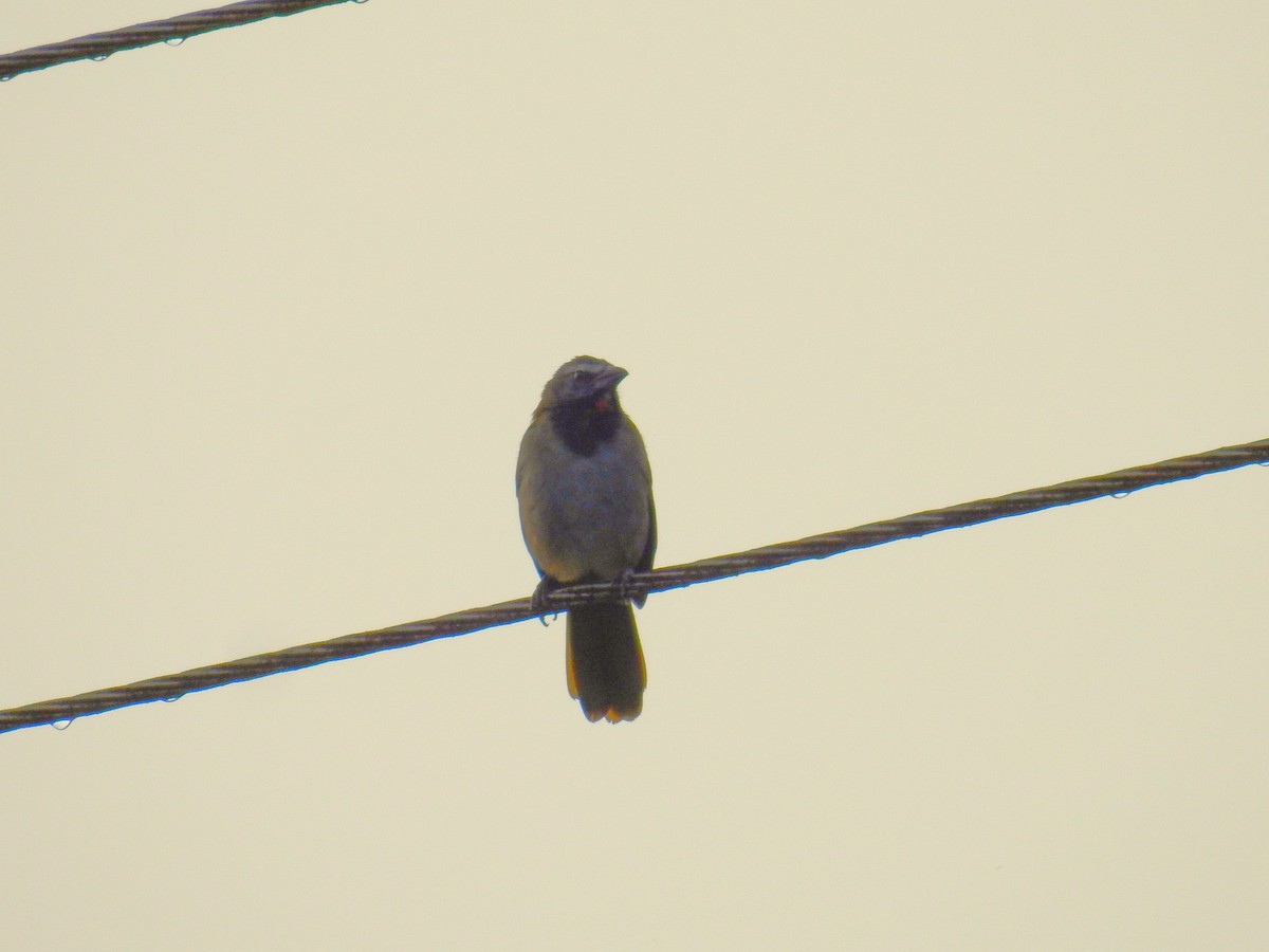 Buff-throated Saltator - ML646708954