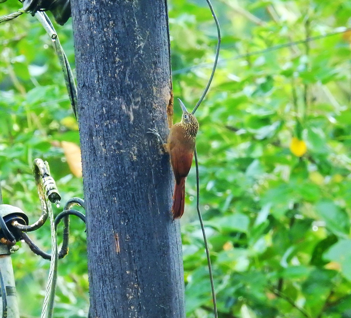 Streak-headed Woodcreeper - ML646708955