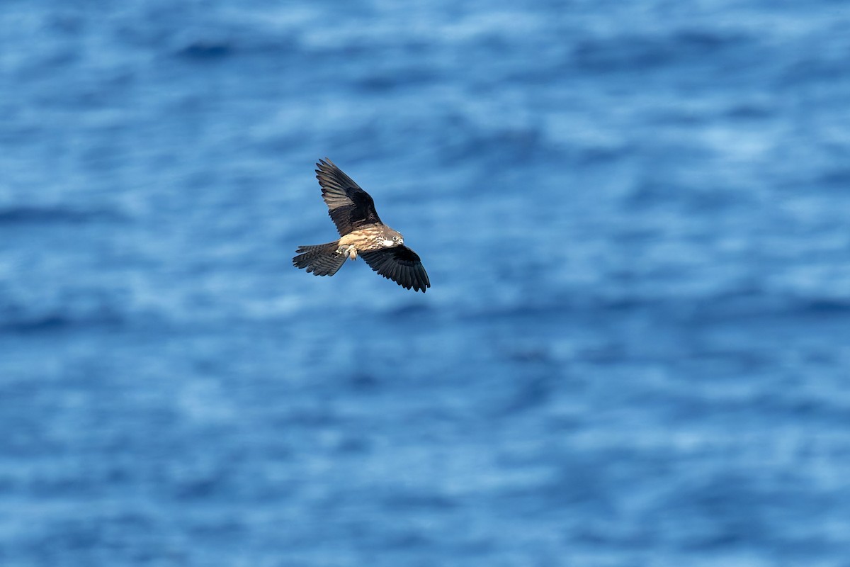 Faucon d'Éléonore - ML646708961