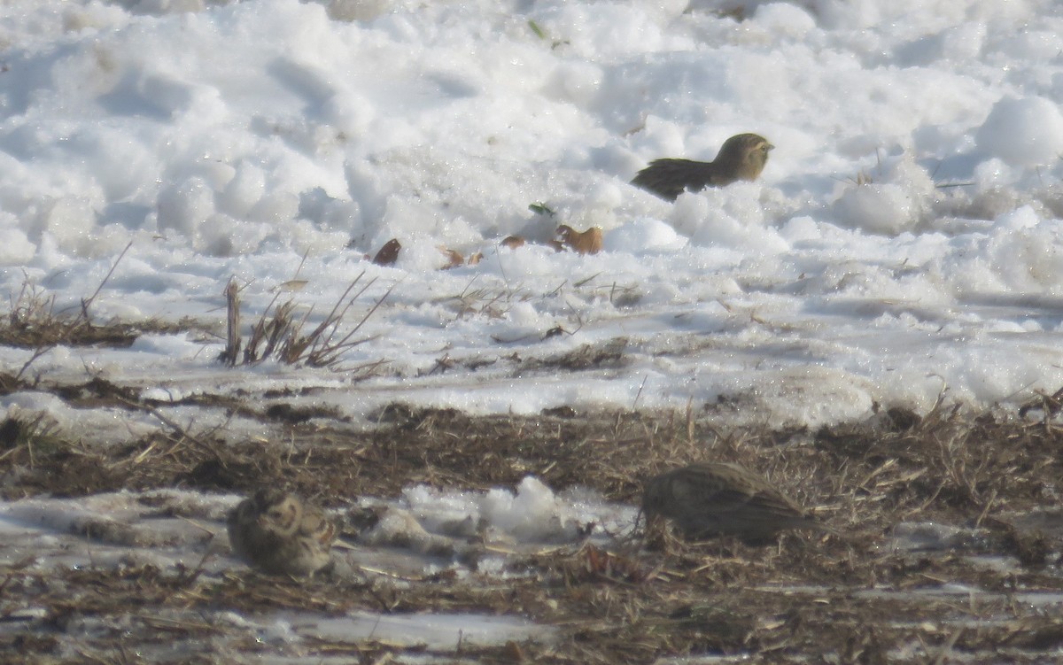 Chestnut-collared Longspur - ML646708963