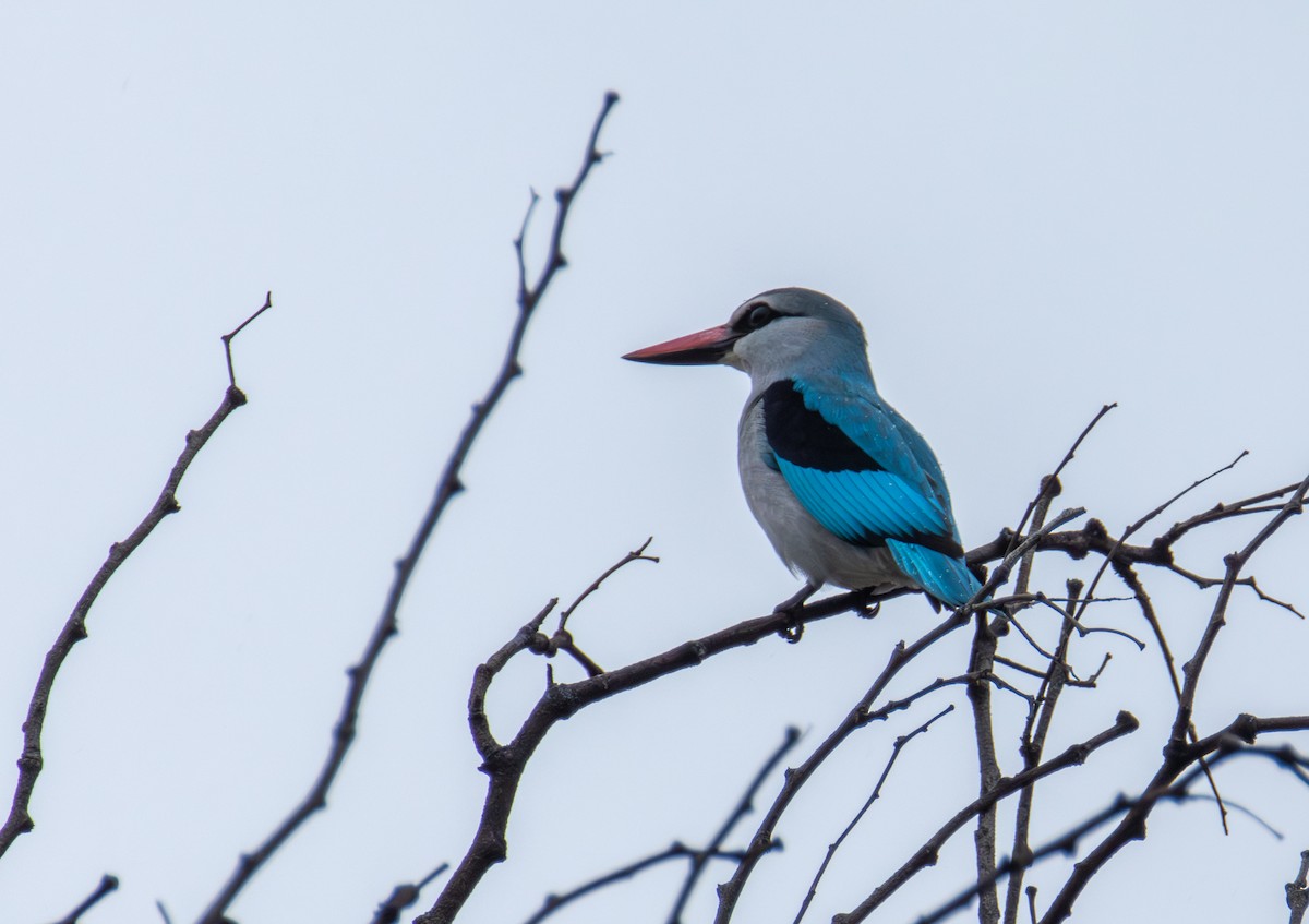 Woodland Kingfisher - ML646708965